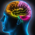 cerveau