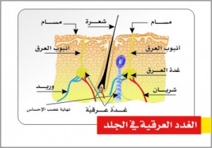 0753_غدة عرقية في الجلد