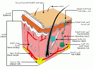 26081_shatelarab.com