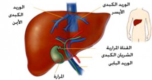 Liver_Anatomy
