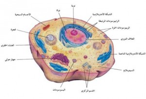 cell2