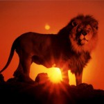 lion-over-the-sunset-wallpaper
